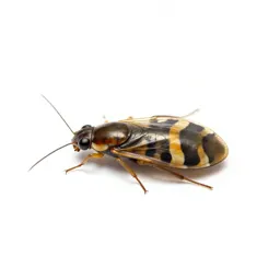 Trichopterous insect