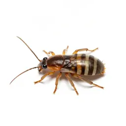 Trombidiid