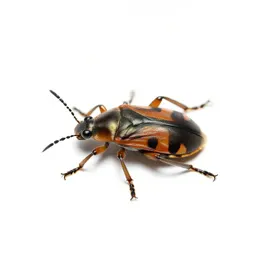 True bug