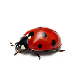 Two-spotted ladybug