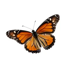 Viceroy
