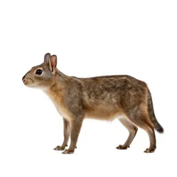 Vinegarroon