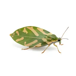 Walking leaf