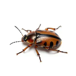 Water beetle