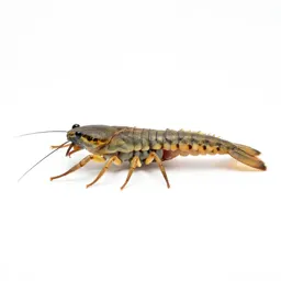 Water scorpion
