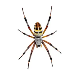 Web spinner