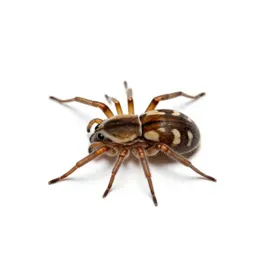Web-spinning mite