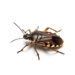 Wheel bug