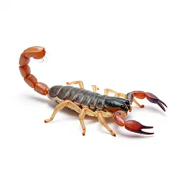 Whip-scorpion