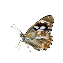 White admiral