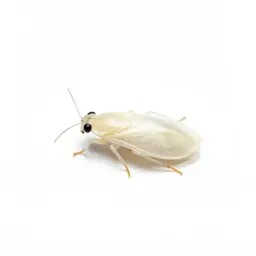 Whitefly