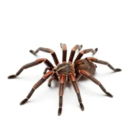 Wolf spider