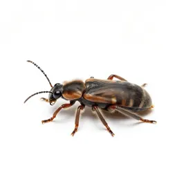 Woolly adelgid