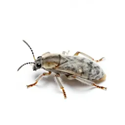 Woolly aphid