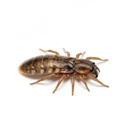 Acarid