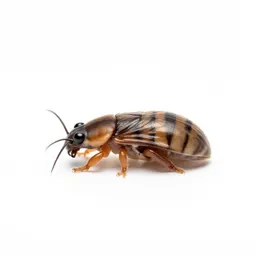 Acarus
