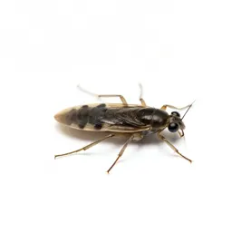 Alderfly
