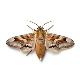Almond moth