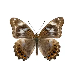 Anglewing