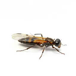 Ant lion