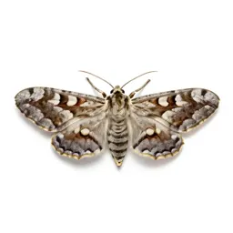 Antler moth