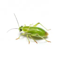 Apple aphid