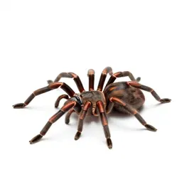 Arachnid