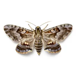Arctiid