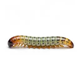 Armyworm
