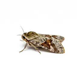 Eggar