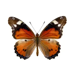 Emperor butterfly