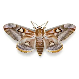 Emperor