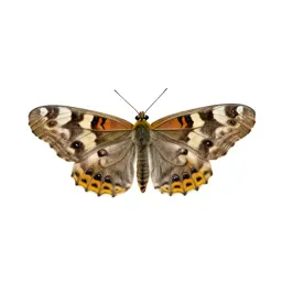 Imago