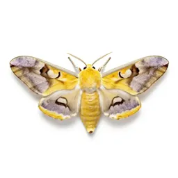 Imperial moth