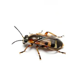 Insect
