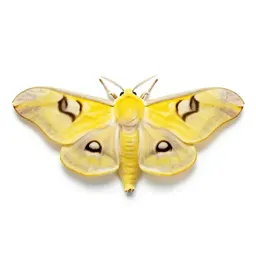 Io moth