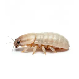 Itch mite