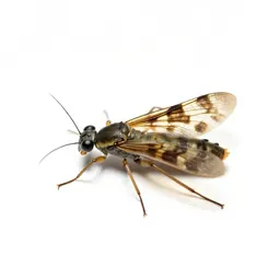 Odonate