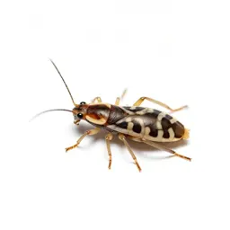 Onion thrips