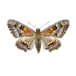 Underwing