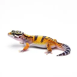 Banded gecko