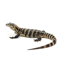 Beaded lizard