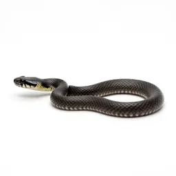 Black-headed snake