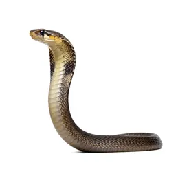 Black mamba