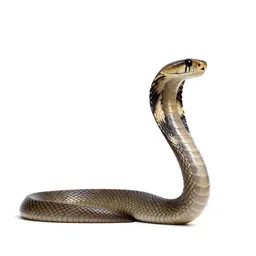 Black-necked cobra