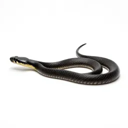 Blacksnake