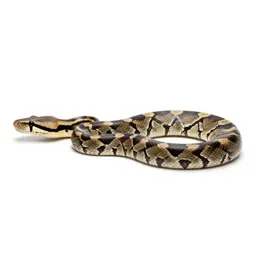 Boa constrictor