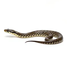 Boa