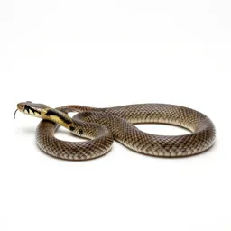 Bull snake