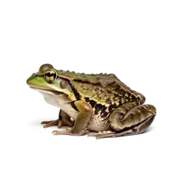Bullfrog